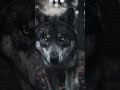 #Wildlife #WolfPack #NaturePhotography #Predator #WildAnimals #CinematicNature #ApexPredator