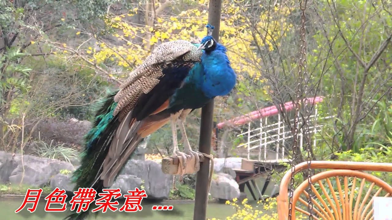 可憐戀花再會吧(江惠).mp4