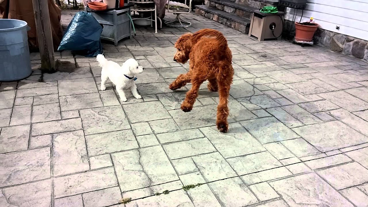 camera iphone 8 plus apk Cooper and Odin