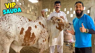 Alhamdulillah boht pyara janwar mil gaya aaj 😍 VIP sauda hogaya 🐂