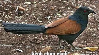 Tiếng chim bìm bịp mồi .chim bìm bịp gọi bầy.bẫy chim bìm bịp siêu chuẩn.k tạp âm