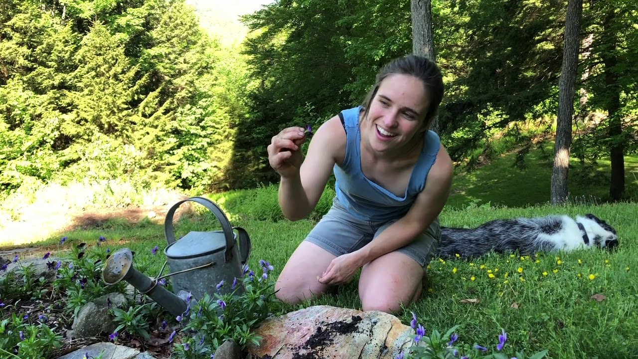 Johnny Jump Ups! YouTube