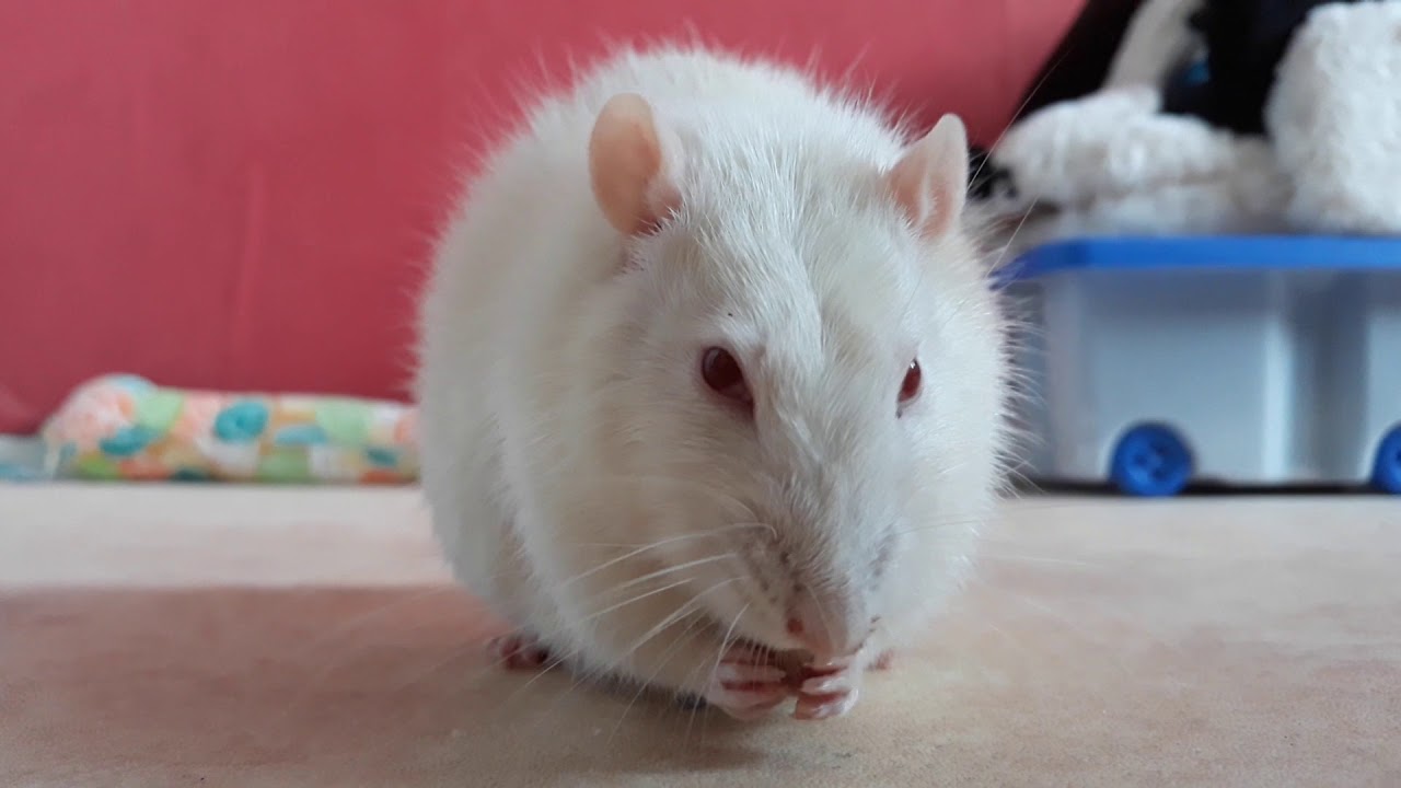 Rat being VERY HAPPY to eat peas 2 (ASMR)