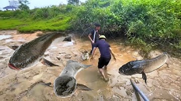 Tát Cạn Ao Bỏ Hoang Bắt Cá || Thu Hoạch Không Ngờ