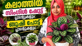 എല്ലാവരുംആവശ്യപ്പെട്ട കലാത്തിയയുടെ ചെറിയ പ്ലാന്റുകൾ.#indoorplants #calathea #moneyplant #6235800327