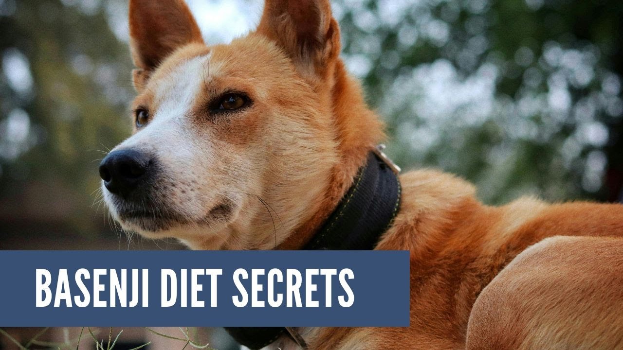 Basenji Diet Secrets: What Traditional African Owners Feed Them?