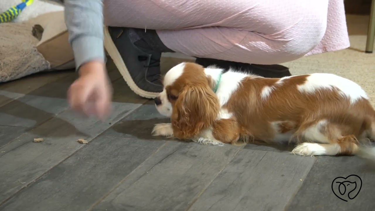 Cookie The Cavaliers Graduation Video!