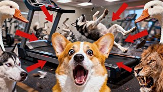 Try Not To Laugh Challenge Corgi Edition Impossible.