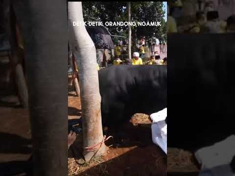 DETIK-DETIK!! GRANDONG NGAMUK