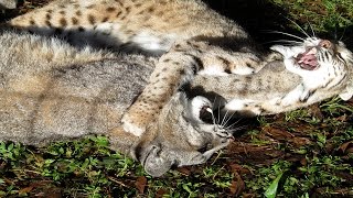 A Bobcat Anniversary