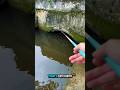Catching unique fish by hook in river #fishing #carpfish #fish #river