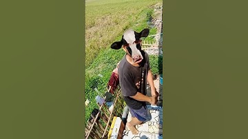 joget sapi lucu #shorts