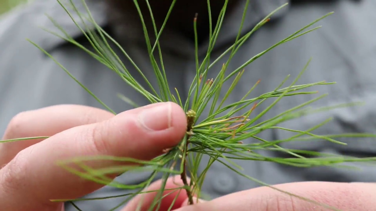 Edible buds of Eastern White Pine YouTube