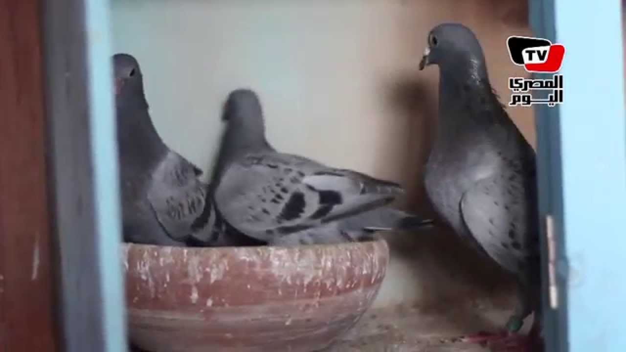 «سباق فى السماء».. أسراب الحمام تتسابق على الوصول للـ«غية»