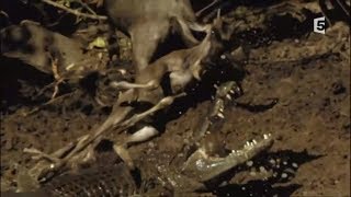 Vitesse mortelle dans la savane [Doc HD] - Guépard, Crocodile, Lion, Hyène, Aigle...