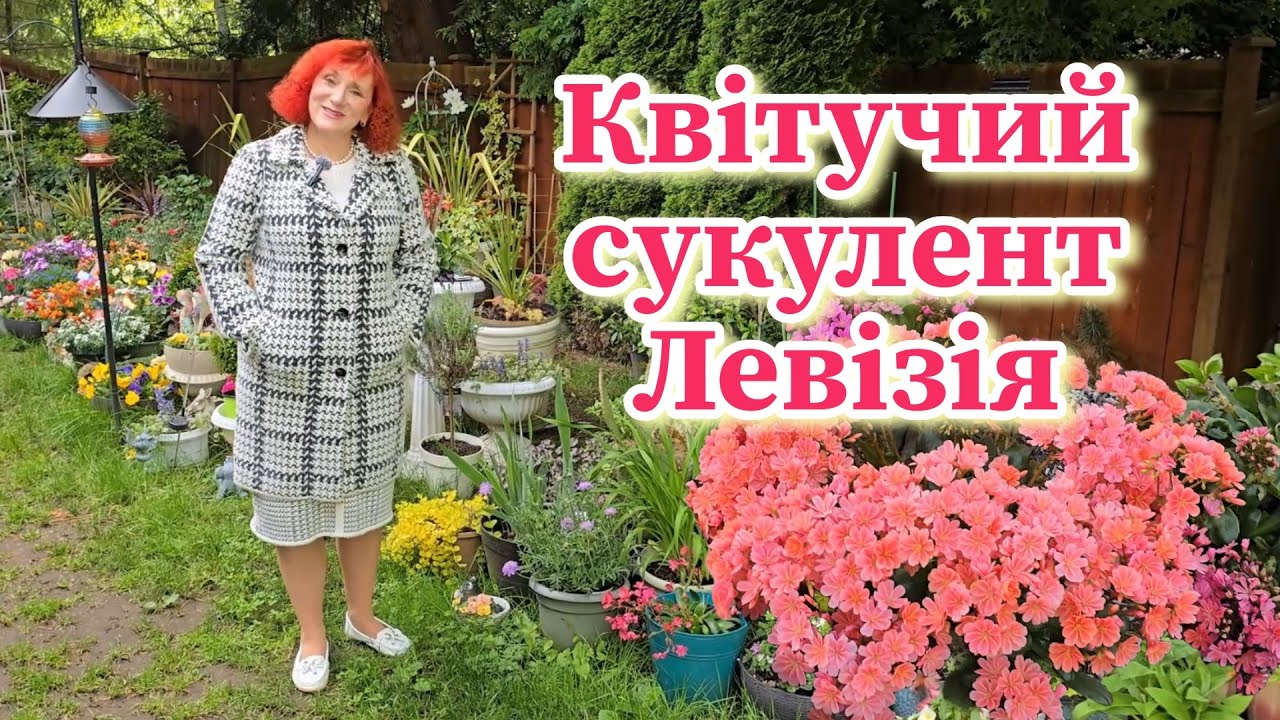 Дивовижне цвітіння Левізії 🌸 Мій перший досвід