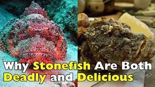 Venomous But Edible? The Shocking Truth About Stonefish
Venomous But Edible? The Shocking Truth About Stonefish Venomous But Edible? The Shocking Truth About Stonefish
