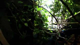 Harolds New Cage And Horned Worm