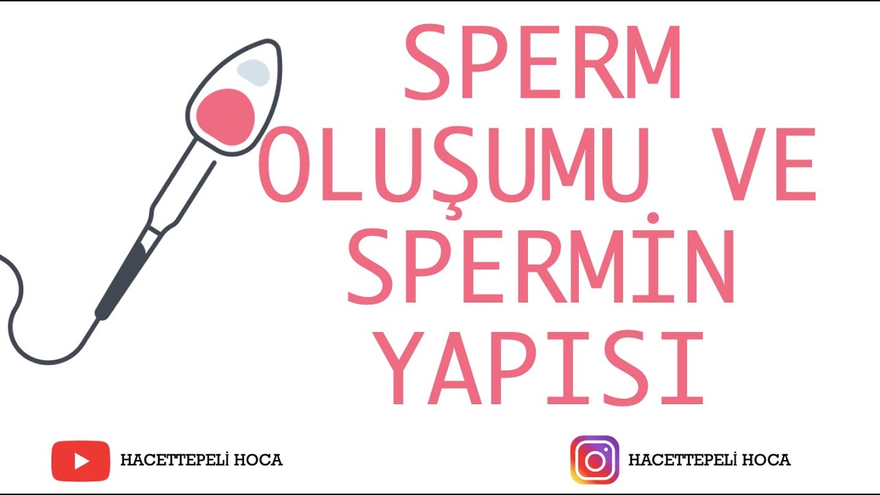 249 | ÜREME SİSTEMİ-2|SPERMATOGENEZ VE SPERMİN YAPISI | AYT | @Hacettepeli Hoca Biyoloji