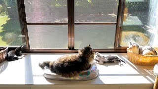 Cats basking in the sun together🐈🐈🌞 by Pastel Cat World II【セカンドチャンネル】 25,317 views 5 days ago 2 minutes, 14 seconds
