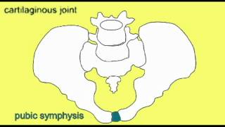 AP1: SKELETAL SYSTEM: PUBIC SYMPHYSIS