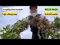 598 | XKLĐ Nhật Về Nước | 1 Ngày Ra Đồng Thu Hoạch Lạc Cùng Mẹ | Bữa Cơm Trưa Giản Đơn Của 2 Mẹ con