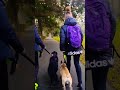 Watch These Two Dogs React to Each Other #dogs #frenchie #bordercollie