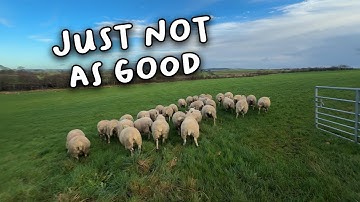 We might not be lambing as many as we thought!