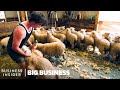 How NZ Farmers Shear 25,000 Sheep In 10 Days | Big Business