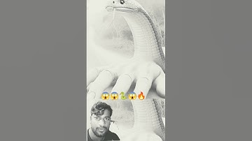 #shorts #shortvideo #trending #anaconda #owl #saap #wow #samp #snakevideo #snakes #snake #python😱😱🔥🐍