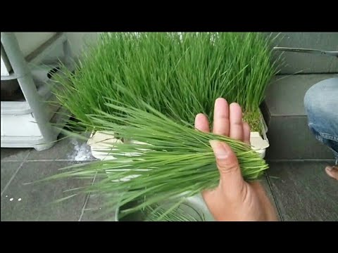 Video: Container Gown Pampas Grass - Bisakah Anda Menanam Rumput Pampas Dalam Pot