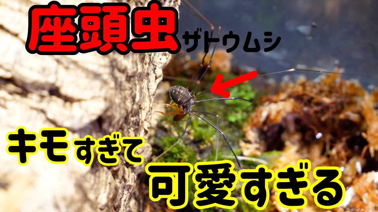 変態確定】謎の虫ザトウムシを飼育してみた・・・【奇虫】 - YouTube