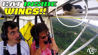 PILOT finds CAT Clinging to AIRPLANE Wings midflight by Lifessence 115 views 2 years ago 1 minute, 4 seconds