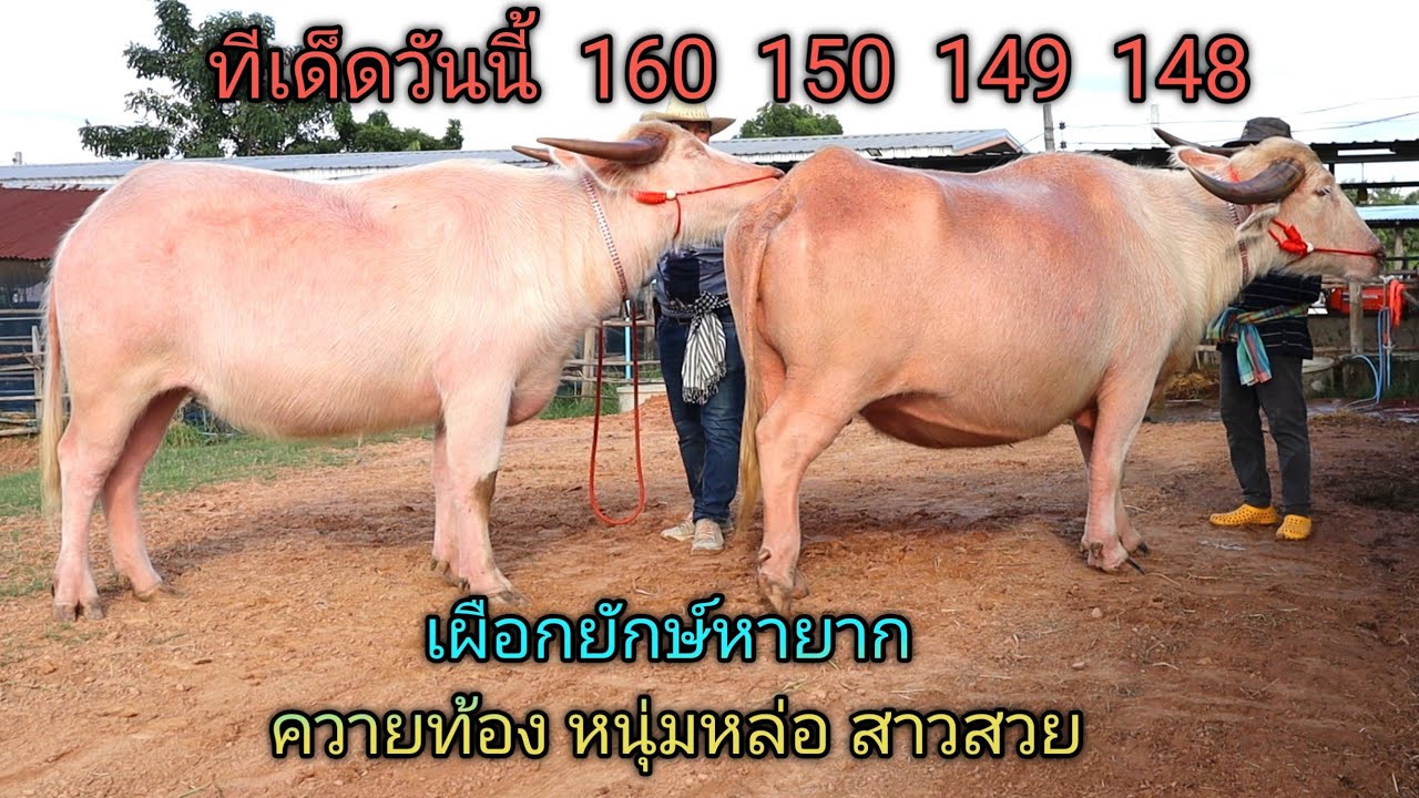 ราคาควายวันนี้ ควายงามสายพัฒนา ควายเผือกยักษ์ ควายแม่ลูก ควายสาว หนุ่มหล่อ ควายพ่อพันธุ์สูงใหญ่ยาว
