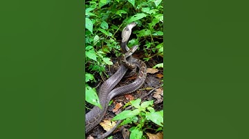 Cobra snake vs Python Snake