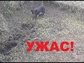 СМОТРИТЕ ЧТО СДЕЛАЛ ПОРОСЕНОК! Вьетнамские Поросята Vietnamese piglets, micro mini pig