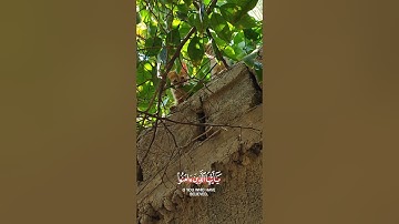 حالات واتس اب يوم الجمعة// القارئ احمد خضر