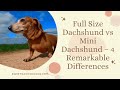 Full Size Dachshund vs Mini Dachshund – 4 Remarkable Differences