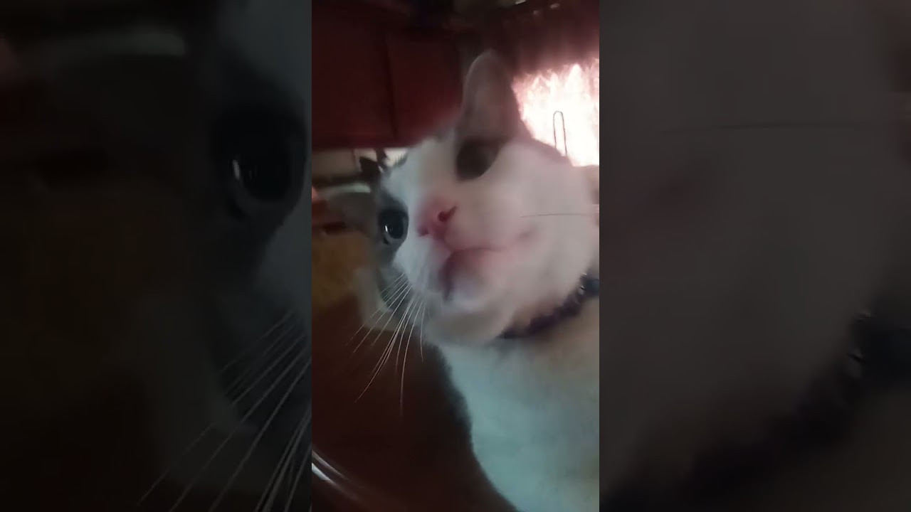 very lovable kitty cat