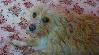 Sweet little dog