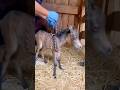 Why Vets Squeeze Dummy Foals #goodtoknow #vet #medicine #educational #funfacts #lifehacks #survival