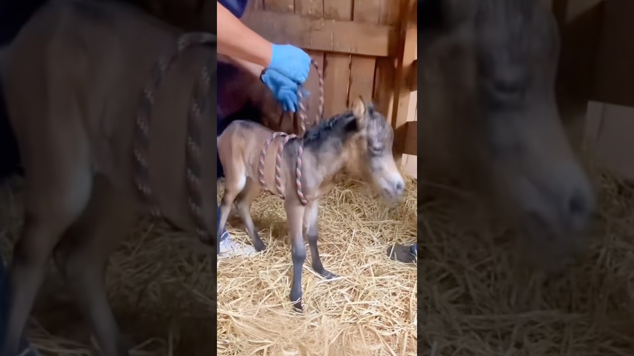 Why Vets Squeeze Dummy Foals #goodtoknow #vet #medicine #educational #funfacts #lifehacks #survival