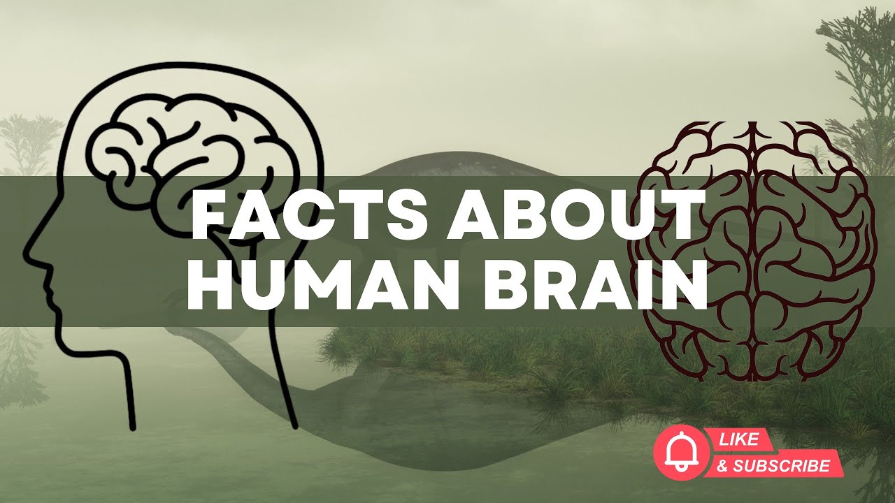 “10 Mind-Blowing Facts About the Human Brain You Didn’t Know!” - YouTube