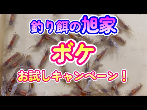 【筏釣り・海上釣堀】釣り餌の旭家でボケお試しキャンペーン特別価格! - HqDefault