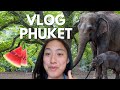 Vlog phuket  on a vu des lphants 