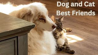 Australian Shepherd Dog and Rescue Cat Friendship