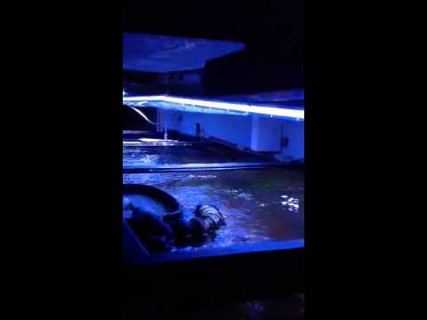 orphek atlantik led lights