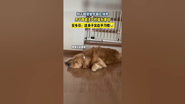 狗子睡覺做夢都在彈琴，爪子隨着主人的音樂律動，貝多芬：這身子實在不習慣😂#萌寵  #狗狗 - 天天要聞