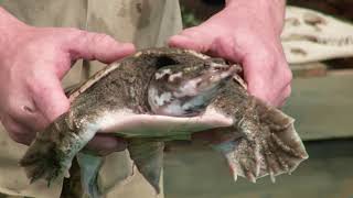 Florida Softshell Turtle