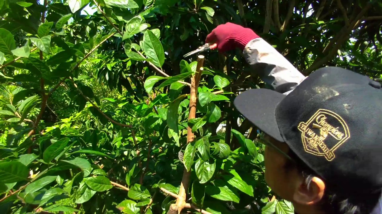 「釋迦」採收後大膽修剪枝條。